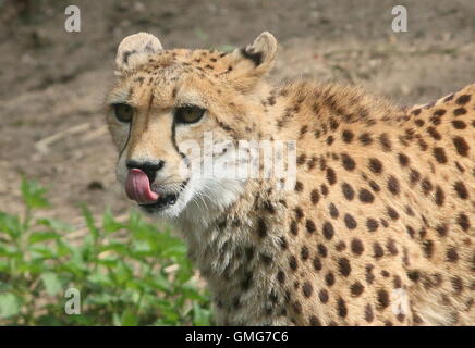 Mature guepardo (Acinonyx jubatus) cerca de la cabeza. Foto de stock