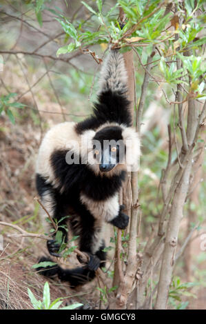 Blanco y negro ruffed lemur Varecia variegata Madagascar Foto de stock