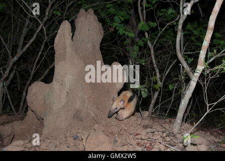 El oso melero (Tamandua tetradactyla) o Collared hormiguero, forrajeo alrededor de termitero, Pantanal, Brasil, la noche