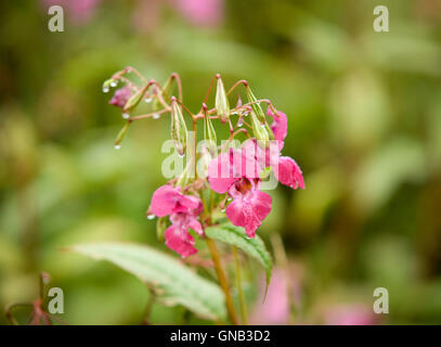Cabezas de flores y semillas de la planta de bálsamo del Himalaya en el tweed del río una especie invasora