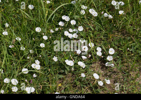 Acker-Winde, Ackerwinde, Convolvulus arvensis, Field Bindweed Foto de stock