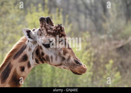 Una foto de la cabeza de un hombre joven jirafa (Giraffa camelopardalis) visto desde el lateral, con un fondo borroso. Foto de stock
