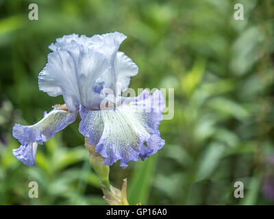 Iris azules flor con gota de agua en estrecha arriba Foto de stock
