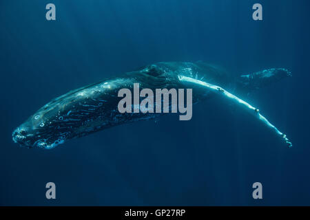 La ballena jorobada, Megaptera novaeangliae, Banco de Plata, Océano Atlántico, República Dominicana Foto de stock