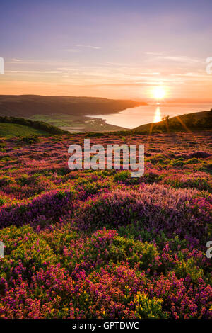 Heather Selworthy Bell en Beacon Hill y Bossington mirando hacia la bahía de Porlock en Exmoor National Park. Somerset, Inglaterra. Heather Selworthy Bell en Beacon Hill y Bossington mirando hacia la bahía de Porlock en Exmoor National Park. Somerset, Inglaterra.