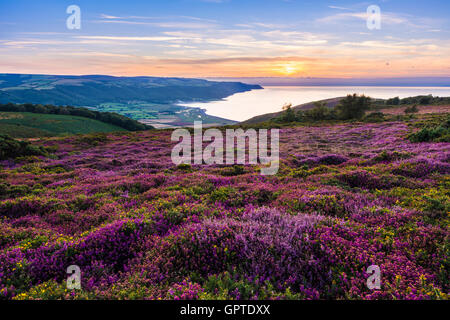 Heather Selworthy Bell en Beacon Hill y Bossington mirando hacia la bahía de Porlock en Exmoor National Park. Somerset, Inglaterra. Heather Selworthy Bell en Beacon Hill y Bossington mirando hacia la bahía de Porlock en Exmoor National Park. Somerset, Inglaterra.