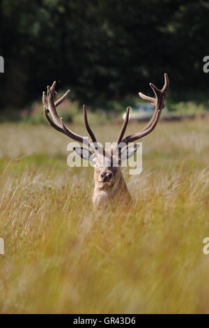 El ciervo el ciervo colorado (Cervus elaphus) con terciopelo cornamenta en las praderas abiertas en los páramos orientales cerca de Sheffield, Reino Unido.