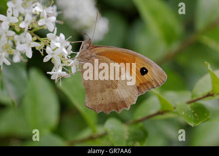 Maniola Jurtina, pradera hembra mariposa marrón de Francia, Europa