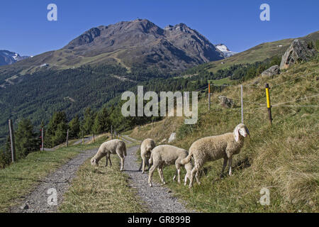 Rebaño de ovejas en el valle Ötztal en Tirol En Leiterbergalm Foto de stock