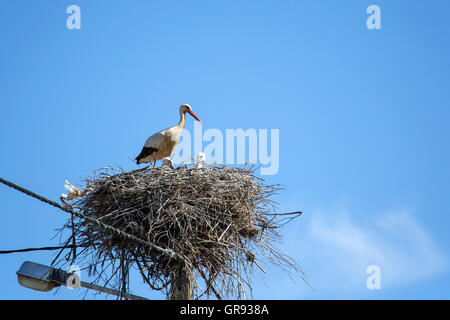 Cigüeñas blancas en el nido en un poste del alumbrado público, Algarve, Portugal Foto de stock