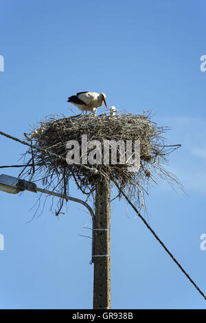 Cigüeñas blancas en el nido en un poste del alumbrado público, Algarve, Portugal Foto de stock