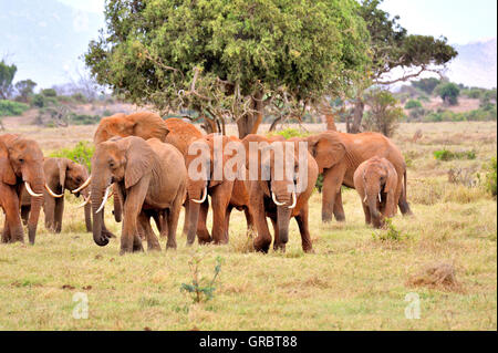 Familia de elefantes en Tsavo West, Kenya Foto de stock