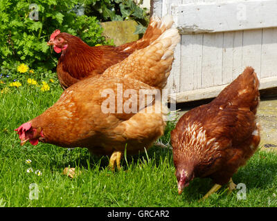 Tres gallinas marrón Free Range En Chicken Run
