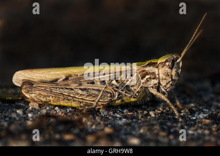 Common Green Grasshopper (hembra) Omocestus viridulus Foto de stock