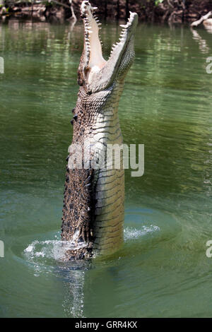 Cocodrilo saltando fuera del agua Fotografía de stock - Alamy