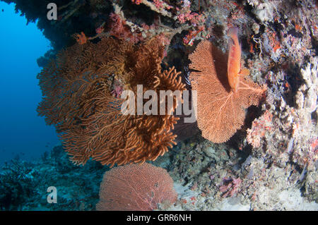 Gorgonias coral ventilador colgado en la pared de coral en Vakarufalhi ethere thila Foto de stock