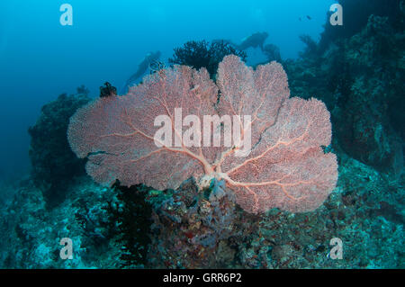 Ventilador grande en coral Vakarufalhi ethere thila en Atolón Ari sur Foto de stock