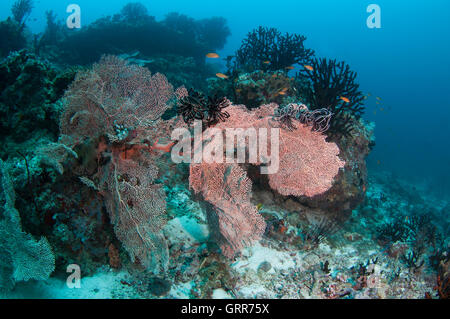 Par de gorgonias gigantes fan de mar y a los jardines de coral duro. Foto de stock