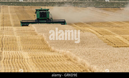 Un agricultor con una cosechadora John Deere las cosechas de trigo, Warner, Alberta, Canadá.