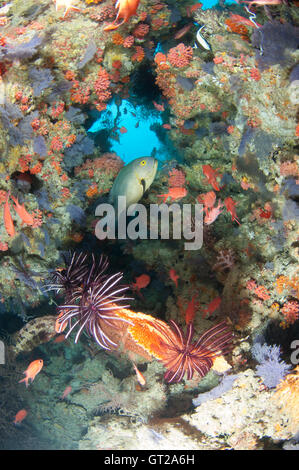 A través de una pequeña abertura en la pared del arrecife con colorida vida marina. Foto de stock