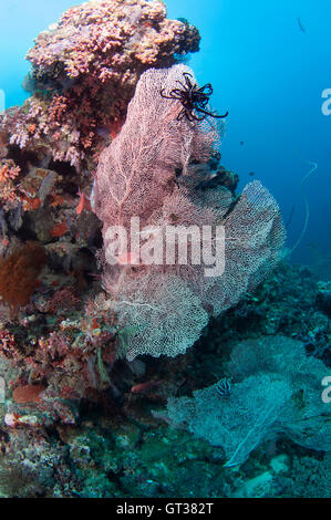 Estrella de mar en creciente gorgonias coral del ventilador Foto de stock