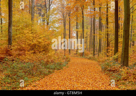 Camino en el bosque de hayas en otoño, el Spessart, Baviera, Alemania Foto de stock