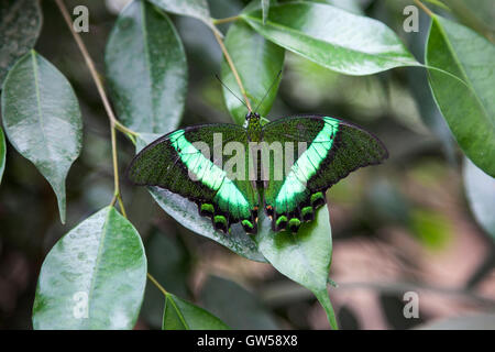 Especie de Esmeralda (Palinurus Papilio) buttefly sentado en una planta Foto de stock