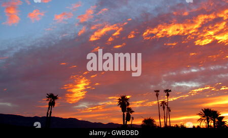 Desert Palm sunset con brillantes, oro, rosa y amarillo y montañas de Santa Rosa, California