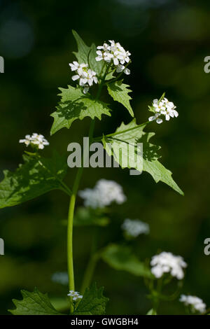 Cubrir el ajo, el gato por el seto, ajo, Mostaza (Alliaria petiolata), la floración. Alemania