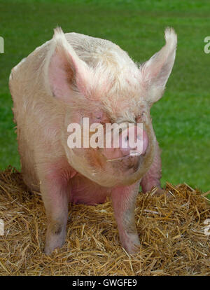 Cerdo doméstico, inglés medio cerdo blanco. Jabalí sentado en paja. Inglaterra Foto de stock