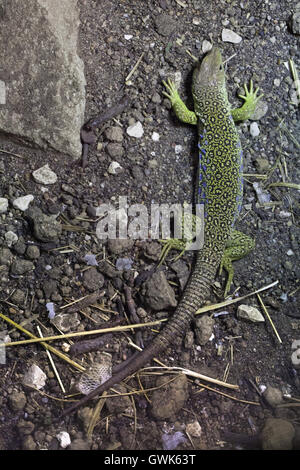 Ocellated lizard (Timon lepidus), también conocido como lacerta enjoyados. Animales silvestres. Foto de stock