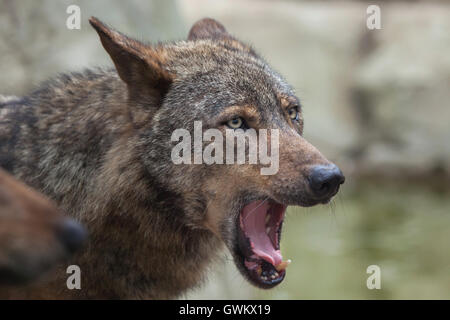 Lobo ibérico (Canis lupus signatus) en Vincennes Zoológico en París, Francia. Foto de stock