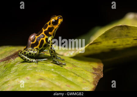 Imitar un hombre rana venenosa (Ranitomeya imitador) lleva su renacuajo sobre su espalda. Foto de stock