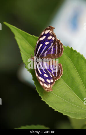 La Myselia Cyaniris butterfly, Costa Rica Foto de stock