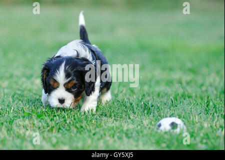 Cavalier King Charles spaniel cachorro en el jardín jugando al fútbol, fútbol Foto de stock