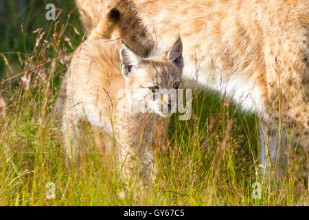 Lynx madre y su cachorro en el bosque Foto de stock