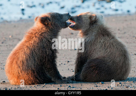 Crías de oso pardo (Ursus arctos) jugando en el Parque Nacional Lake Clark, Alaska Foto de stock
