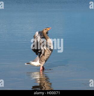 Graylag Goose (Anser anser) bate sus alas, de pie en el agua, Allersee, Wolfsburgo, Baja Sajonia, Alemania Foto de stock