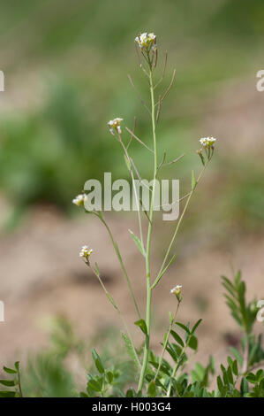 La 'mouse-ear' Berro, thale berro, pared de berro (Arabidopsis thaliana), floreciendo, Alemania Foto de stock