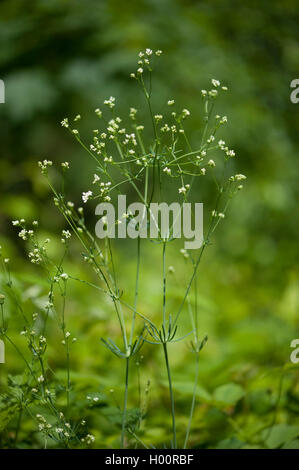 Glaucas bedstraw, ceroso (Galium bedstraw glaucum), floreciendo, Alemania Foto de stock