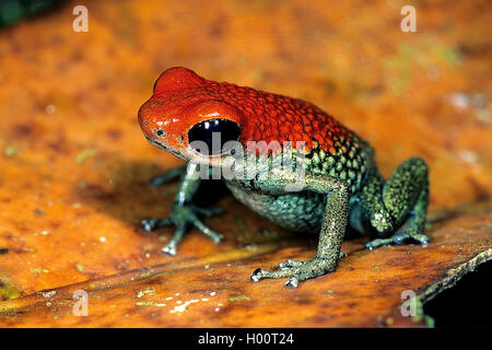 Poison-Frog granular (Oophaga granuliferus), descansa sobre una hoja seca, Costa Rica