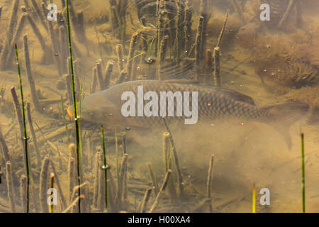 La carpa, la carpa común europeo, la carpa (Cyprinus carpio), carp incursiona en la parte inferior, Alemania, Baviera