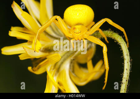 Goldenrod cangrejo araña (Misumena vatia), hembra, Austria Foto de stock