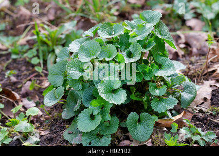 Ajo mostaza, cubrir el ajo, el gato-por-la-Hedge (Alliaria petiolata), las hojas jóvenes, Alemania Foto de stock