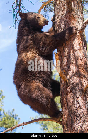 Oso negro americano (Ursus americanus), sube un Pino Alto, ESTADOS UNIDOS, Arizona, Bearizona Wildlife Park, Flagstaff
