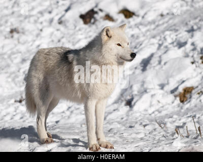Lobo ártico en invierno en ambiente natural