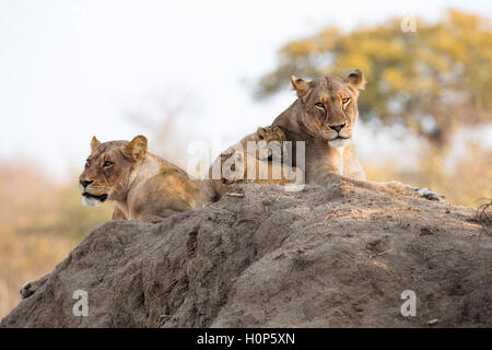 Vista panorámica de una manada de leones, acostado en un termitero con dos leonas y dos oseznos