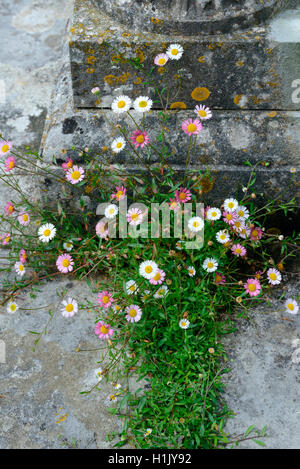 Spanisches Gaensebluemchen, Erigeron karvinskianus Foto de stock