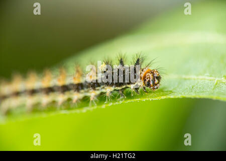 Elf Microtia elva Ruby Road, Santa Cruz County, Arizona, Estados Unidos de América el 21 de septiembre de larvas de tercer instar de Hairy Fournwor Foto de stock