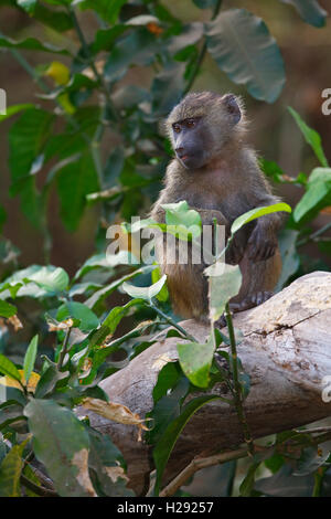 Anubis o olive babuinos (Papio anubis), juvenil en el árbol, el Lago Manyara Parque Nacional, Tanzania Foto de stock